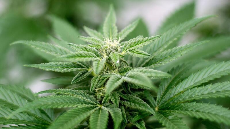 Am 1. April soll Cannabis nach den Plänen der Ampel-Koalition begrenzt für Erwachsene legalisiert werden.
