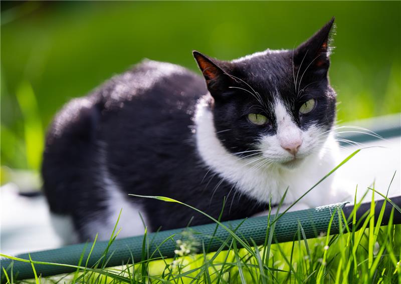Rapperin, Heldin, Göttin - Berühmte Katzenstars aus der (Pop-)Kultur Am 8. August ist der internationale Tag der Katze. Foto: Monika Skolimowska/dpa