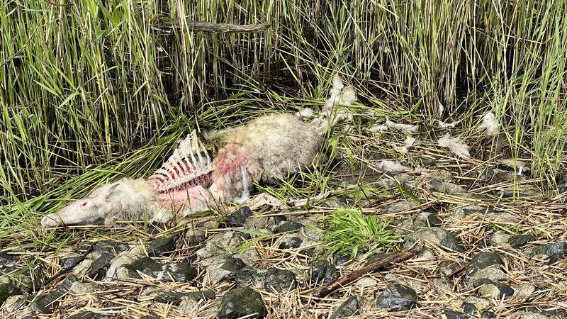 Am 9. März und am 24. April hat ein Wolf Schafe auf Hahnöfersand getötet. Womöglich war es das selbe Tier.