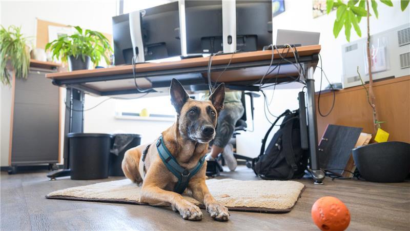 Am Arbeitsplatz braucht der Hund ein ungestörtes Plätzchen zum Ausruhen.