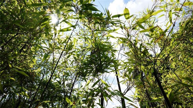 Am BGH ging es am Freitag um eine Bambushecke. (Archivbild)