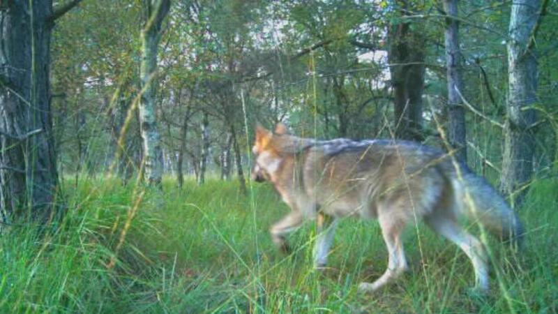 Zahl der Wolfsrisse steigt in Niedersachsen um 29 Prozent Am Bülter See in Beverstedt tappt ein Wolf in eine Fotofalle.