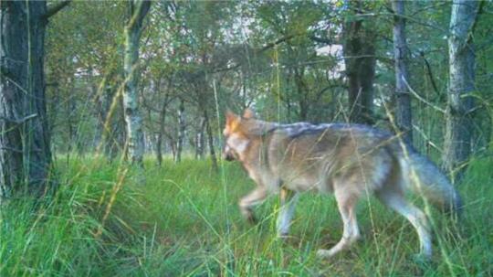 Am Bülter See in Beverstedt tappt ein Wolf in eine Fotofalle.