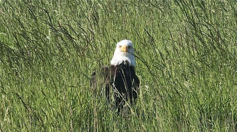 Am Deich in Otterndorf entdeckte Dirk Kisser diesen majestätischen Vogel. Mittlerweile ist klar, woher er kommt. 