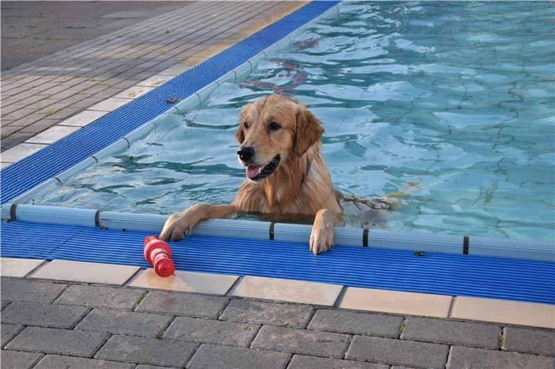 Am Donnerstag fand erneute das beliebte Hundeschwimmen in Hollern-Twielenfleth statt. Foto: Battmer