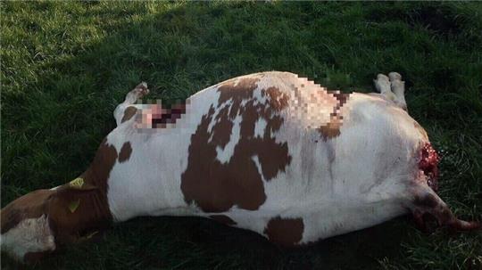 Am Donnerstagmorgen fand ein Landwirt eines seiner Rinder leblos auf der Weide liegen.