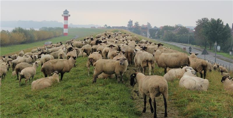 Am Elbdeich nahe des Lühesperrwerks beginnt die Deichschau – auch hier halten Schäfer Vasile Buzas Schafe das Gras kurz und dicht. Foto Richter