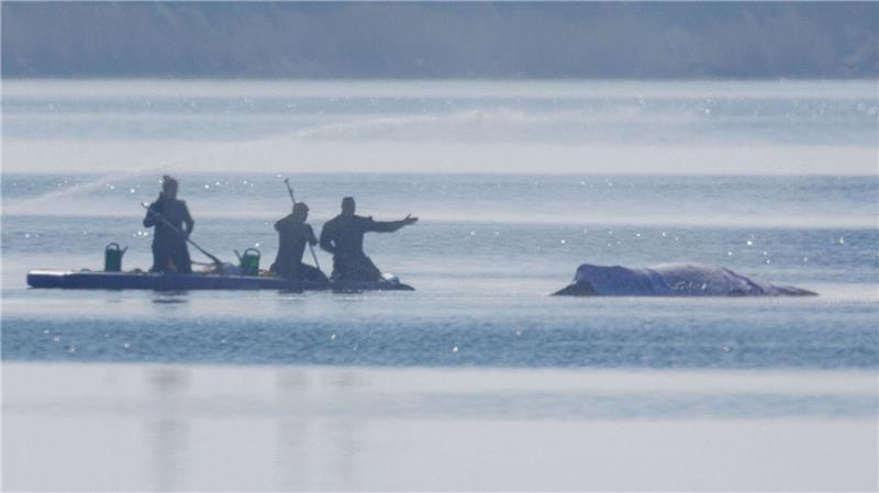 Am Freitag lief die private Rettungsaktion des vor der Ostsee-Insel Poel gestrandeten Buckelwals weiter auf Hochtouren.