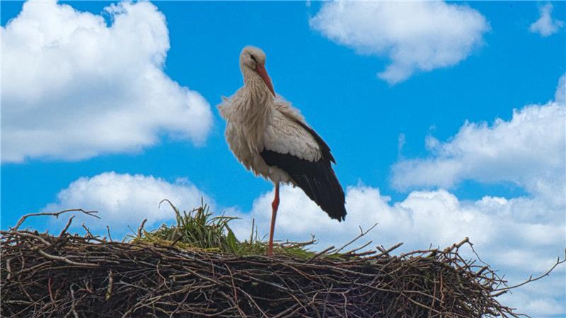 Ein Weißstorch auf einem Dach in Aspe. 
