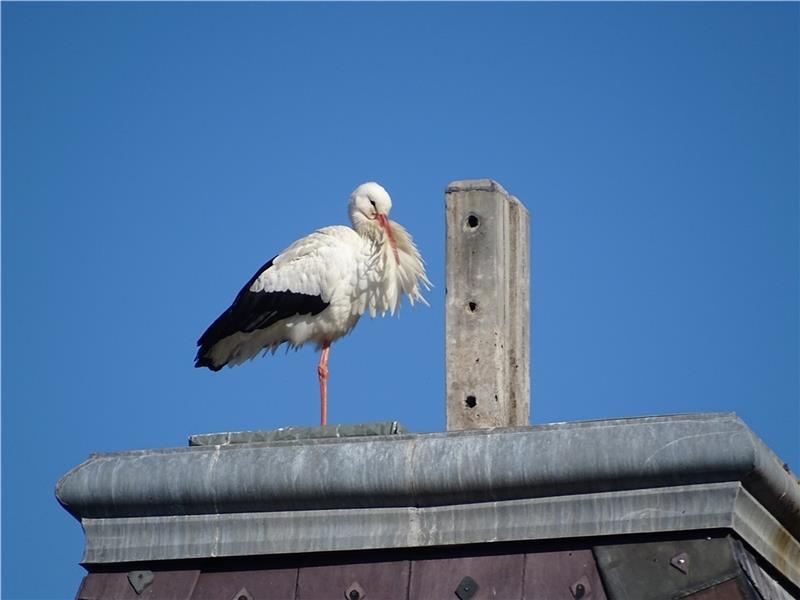Aufregung um Horneburger Schloss-Störche - Nisthilfe ist aufgebaut Am Mittwoch hockte der Schloss-Storch vor dem Fahnenmastfuß. Foto: Ingrid Duncker