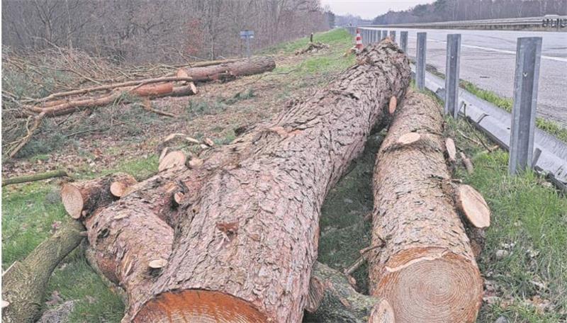 A27: Notsanierung begonnen, Termin für Freigabe genannt Am Montag haben die Baumfällarbeiten an der A27 begonnen.