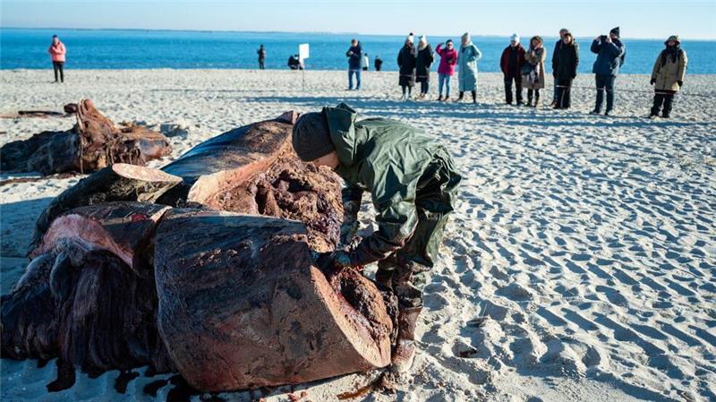 Sylt-Wal ist jetzt auf dem Festland Am Montag und Dienstag hatten Experten den Pottwal auf Sylt geborgen und zerlegt.