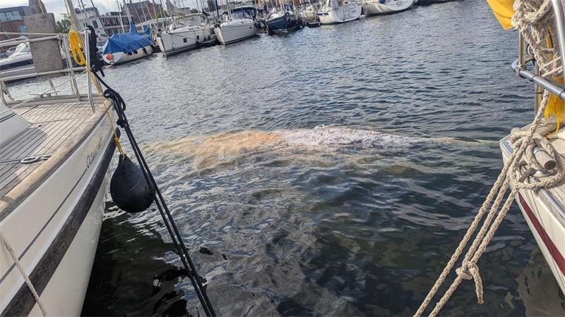 Meeresmuseum: Wal in Wismar mit Auffälligkeiten wie bei Kiel Am Nachmittag bestand laut Wasserschutzpolizei kein Sichtkontakt mehr zum Wal. (Handoutbild)