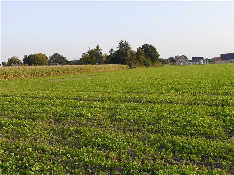 Am Ortsrand, nördlich von Oldendorf, soll auf mehr als 90 Hektar ein neues Baugebiet entstehen..Foto: Klempow