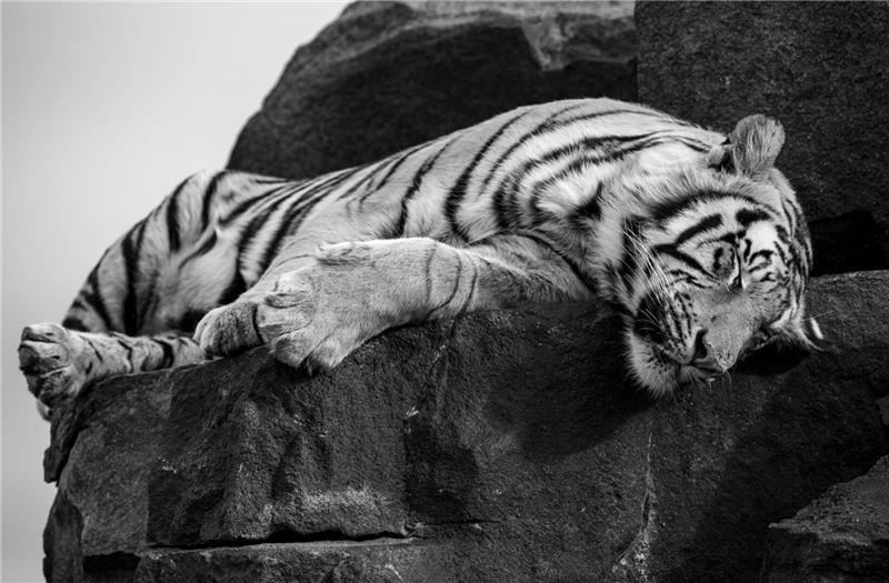 Von Apensen nach Afrika: Olli Elf auf Foto-Safari mit brenzligen Momenten Am Rande des Abgrunds wählte dieser Tiger seinen unglaublichen Schlafplatz.