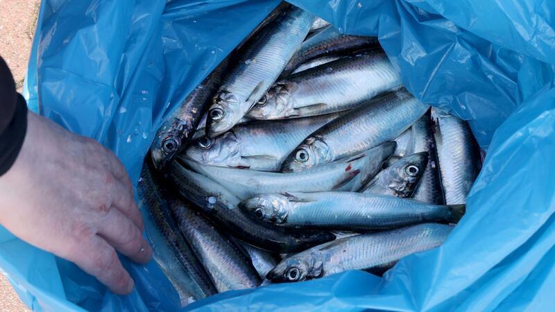 Am Rostocker Stadthafen wird aktuell kräftig Hering geangelt.
