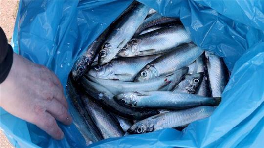 Am Rostocker Stadthafen wird aktuell kräftig Hering geangelt.