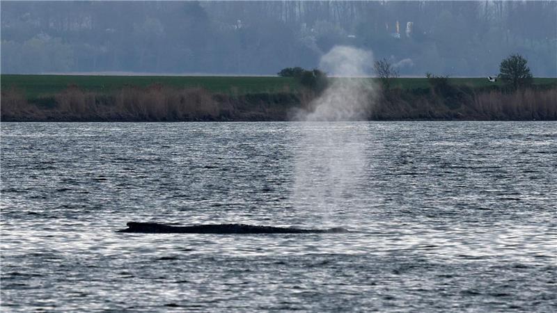 Am Samstag stieß der Buckelwal Atemfontänen aus. 