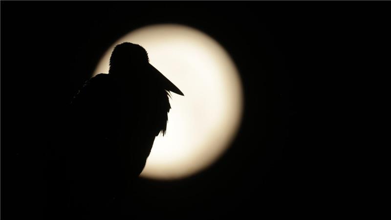 Perseiden-Nächte: Sternschnuppen-Schauer erreicht Höhepunkt Am Sonntag war Vollmond - sein Licht wird es noch in den nächsten Tagen erschweren, Perseiden zu entdecken. (Archivbild)
