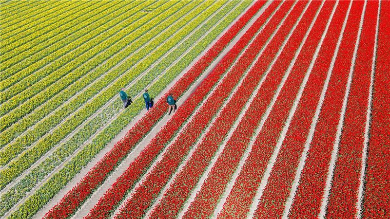 Am Wochenende findet hier zum vierten Mal der „Tag des offenen Tulpenfeldes“ statt. Das Betreten der Felder ist normalerweise verboten.