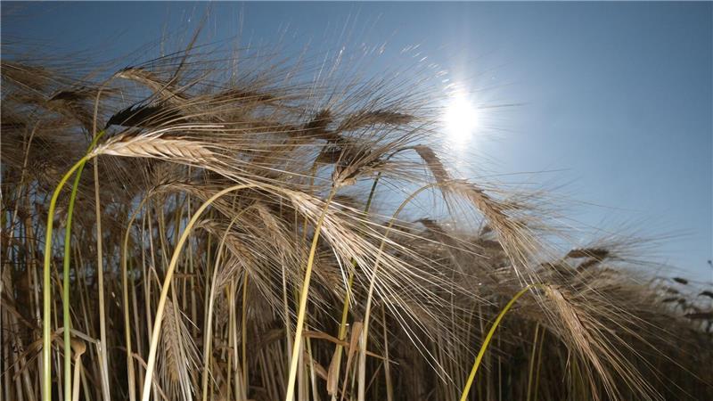 Sommeranfang: Deutschland schwitzt bei bis zu 37 Grad Am Wochenende scheint oft die Sonne.