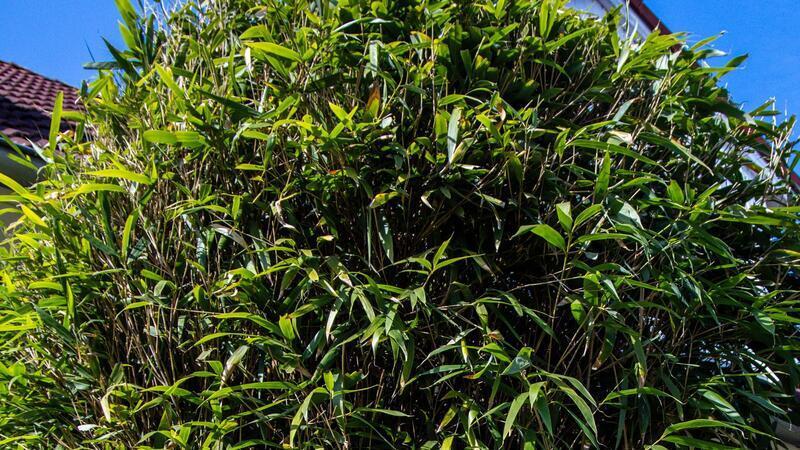 Nachbarschaftsstreit vor Bundesgerichtshof: Wie hoch darf eine Hecke sein? Am höchsten deutschen Zivilgericht ging es um eine meterhohe Bambushecke. (Symbolbild)