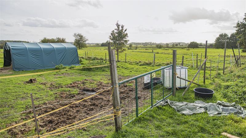 Pferd stirbt nach Attacke auf Weide: Besitzerin steht noch unter Schock Am rechten Bildrand ist noch die Plane zu sehen, mit der Bella nach der Einschläferung abgedeckt wurde, bevor sie abgeholt werden konnte.