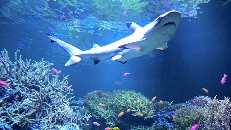 Amadeus schwimmt in seinem neuen Zuhause. 