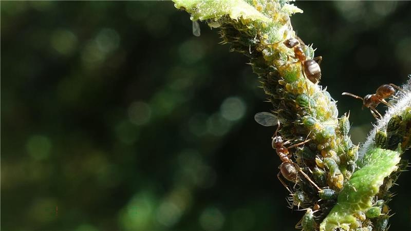 Ameisen melken Blattläuse und ernähren sich von ihren Ausscheidungen, dem Honigtau.