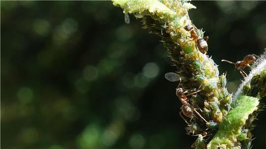 Ameisen melken Blattläuse und ernähren sich von ihren Ausscheidungen, dem Honigtau.