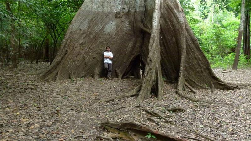 Baumringe verraten, was sich im Amazonas verändert An Regenwaldbäumen ist zu erkennen, welche Spuren längst vergangene Regenfälle hinterlassen haben.