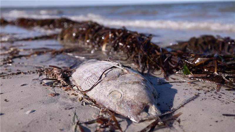 Zerstörerische Algenblüte in Südaustralien breitet sich aus An Stränden wurden immer wieder tote Fische angespült.