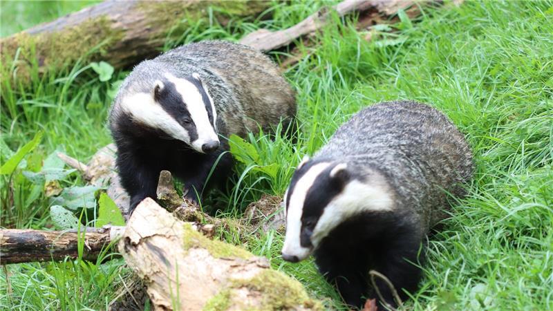 An den Bahngleisen bei Scharbeutz wurden Dachsbauten gefunden - und deshalb fährt erstmal kein Zug mehr. (Illustration)
