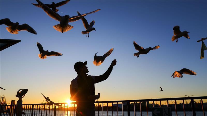 An den Landungsbrücken in Hamburg füttert ein Mann die Möwen.
