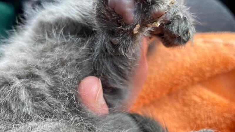 An den Pfoten hat der kleine Kater noch Katzenstreu, als er den Tierheim-Mitarbeitern übergeben wird.