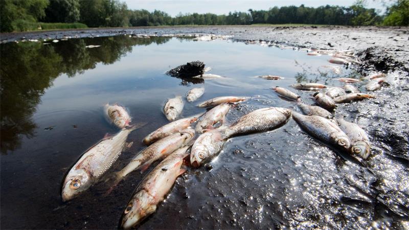 An den Ufern des Steinhuder Meers wurden, wie auf diesem Archivbild vom Würmsee in der Region Hannover, zuletzt viele tote Fische entdeckt. (Symbolbild)