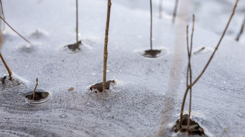 An den überfluteten Auen der Ems hat sich eine Eisschicht gebildet.