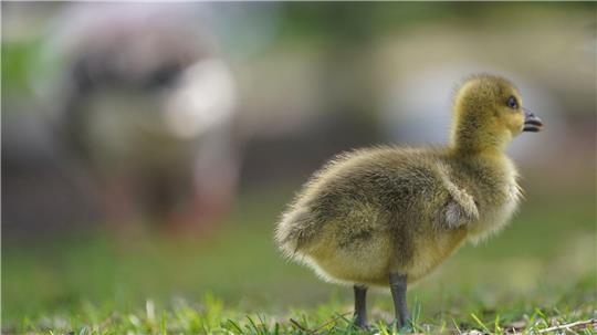 An der Alster ist gerade Küken-Schlüpfzeit. Wie können Passanten helfen, wenn ein Gänslein in Not gerät? (Symbolbild)