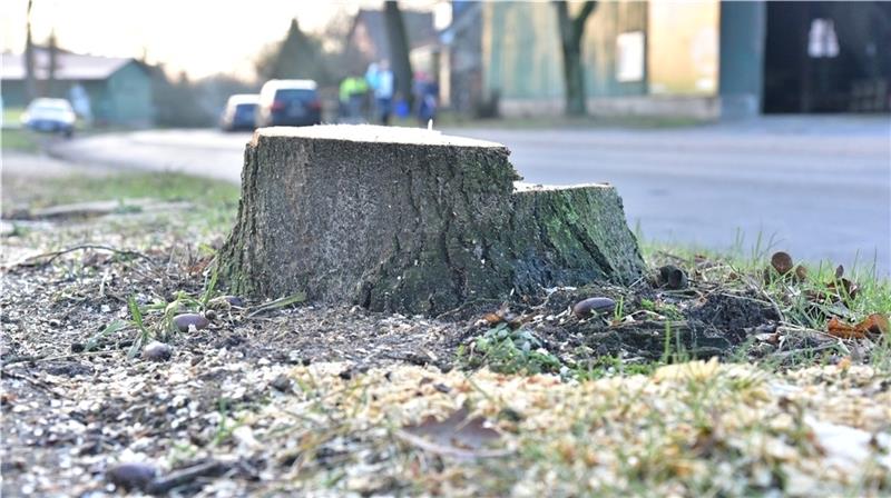 An der Fredenbecker Ortsdurchfahrt werden wieder alte Bäume gefällt. Ab Montag wird die Straße erneuert. Archivfoto Beneke