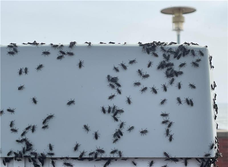 An der Nordsee tummelten sich die Märzfliegen zuletzt vor allem auf hellen Oberflächen. Foto: Glückselig