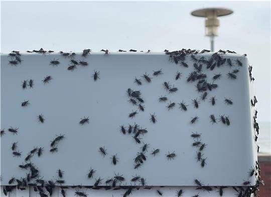 An der Nordsee tummelten sich die Märzfliegen zuletzt vor allem auf hellen Oberflächen. Foto: Glückselig