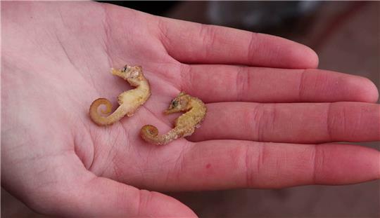 An der Nordseeküste können immer mal Kurzschnäuzige Seepferdchen gefunden werden. Foto: Peter Kuchenbuch-Hanken/dpa