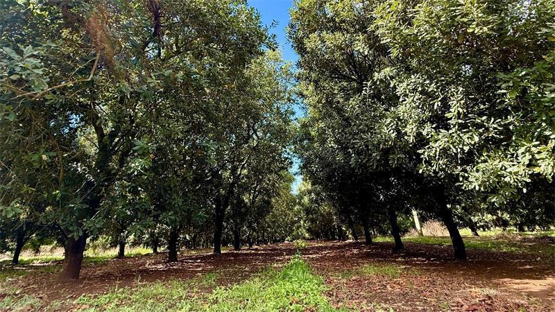 Supernuss Macadamia: Eine Australierin zum Anbeißen An der Ostküste Australiens sind viele Macadamia-Plantagen zu finden.
