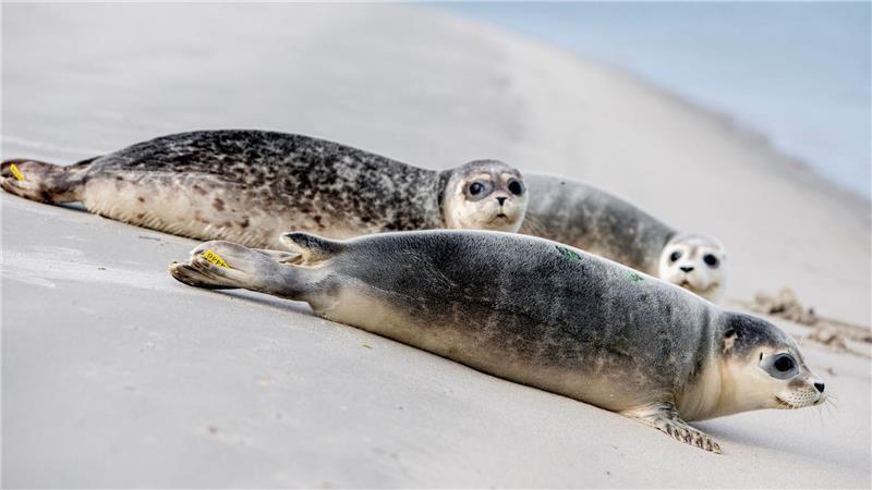 An der Ostspitze von Juist robben die aufgepäppelten Jungtiere Hubi, Steve und Scotty Richtung Nordsee.