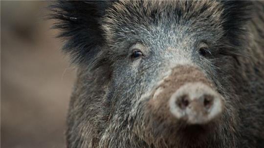 An der für den Menschen ungefährlichen Afrikanischen Schweinepest erkranken Wild- und Hausschweine. (Symbolbild)