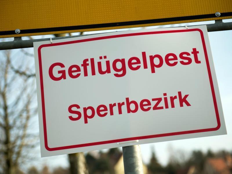 An einem Ortseingangsschild hängt ein Schild mit der Aufschrift «Geflügelpest Sperrbezirk». Foto: Arno Burgi/dpa-Zentralbild/dpa/Archivbild