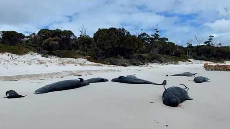 An einem Strand in Tasmanien wurden mehr als 30 tote Grindwale entdeckt.