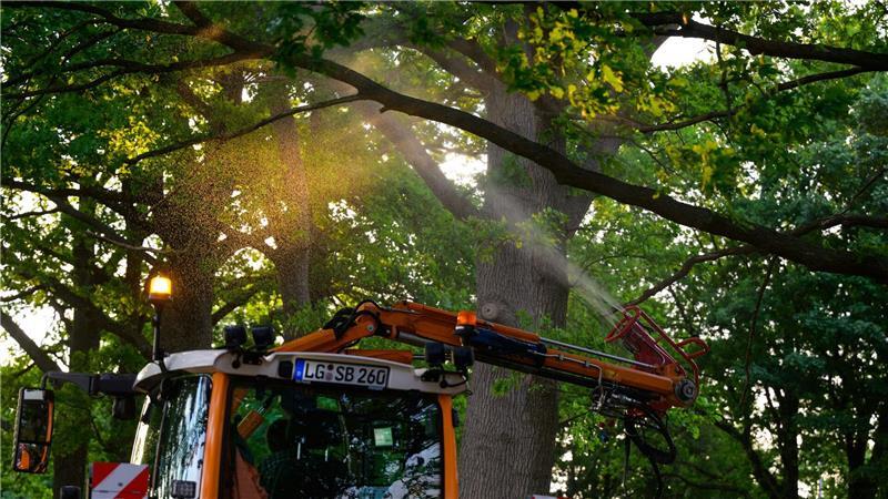 An einer Landstraße wird ein biologisches Mittel mit Nematoden gegen den Eichenprozessionsspinner versprüht.