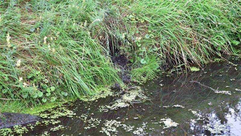An einer Uferwand haben sich Nutrias schon ein Loch und einen Tunnel gegraben.