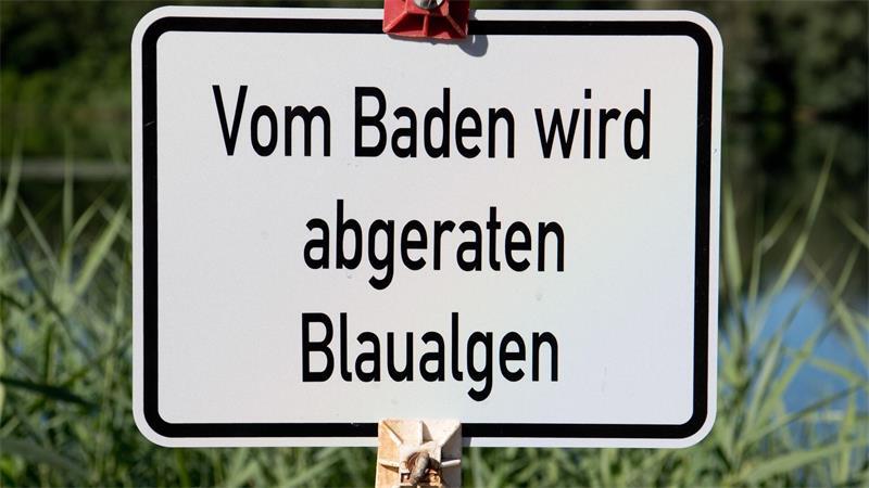 Blaualgen an Ostsee und Seen – Warnung für Badende An einigen Seen im Norden werden wegen Blaualgen Badeverbote ausgesprochen. (Symbolbild)
